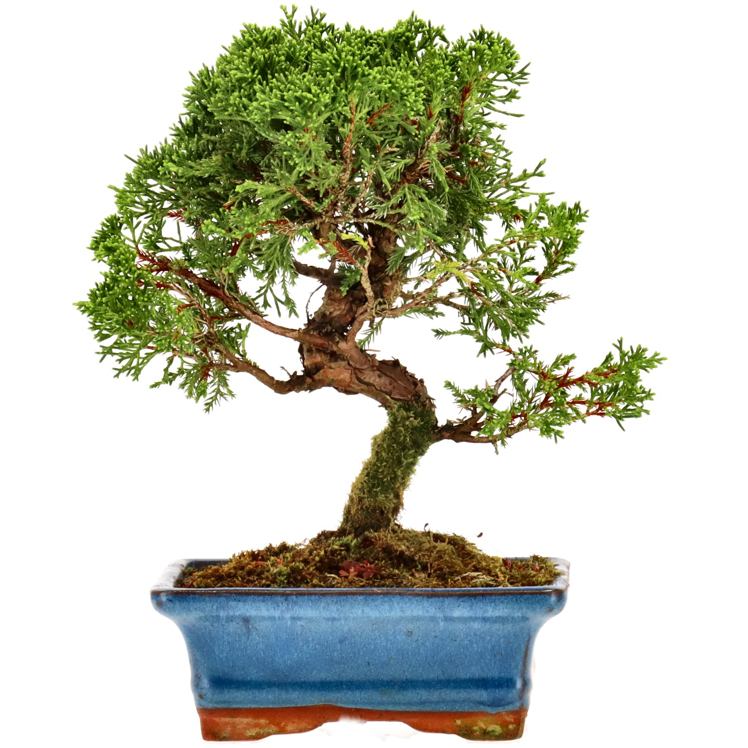 Chin. Wacholder, ca. 10 J. (21 cm)