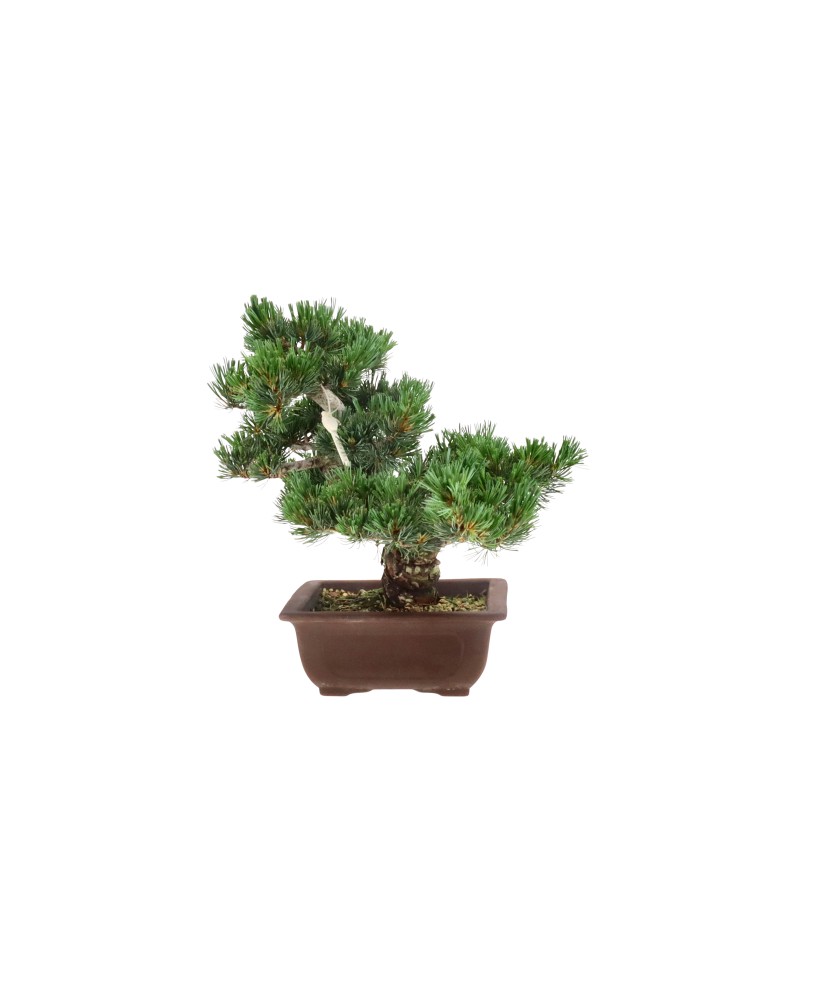 bonsai.fallbackImageTitle bonsai.fallbackImageTitle