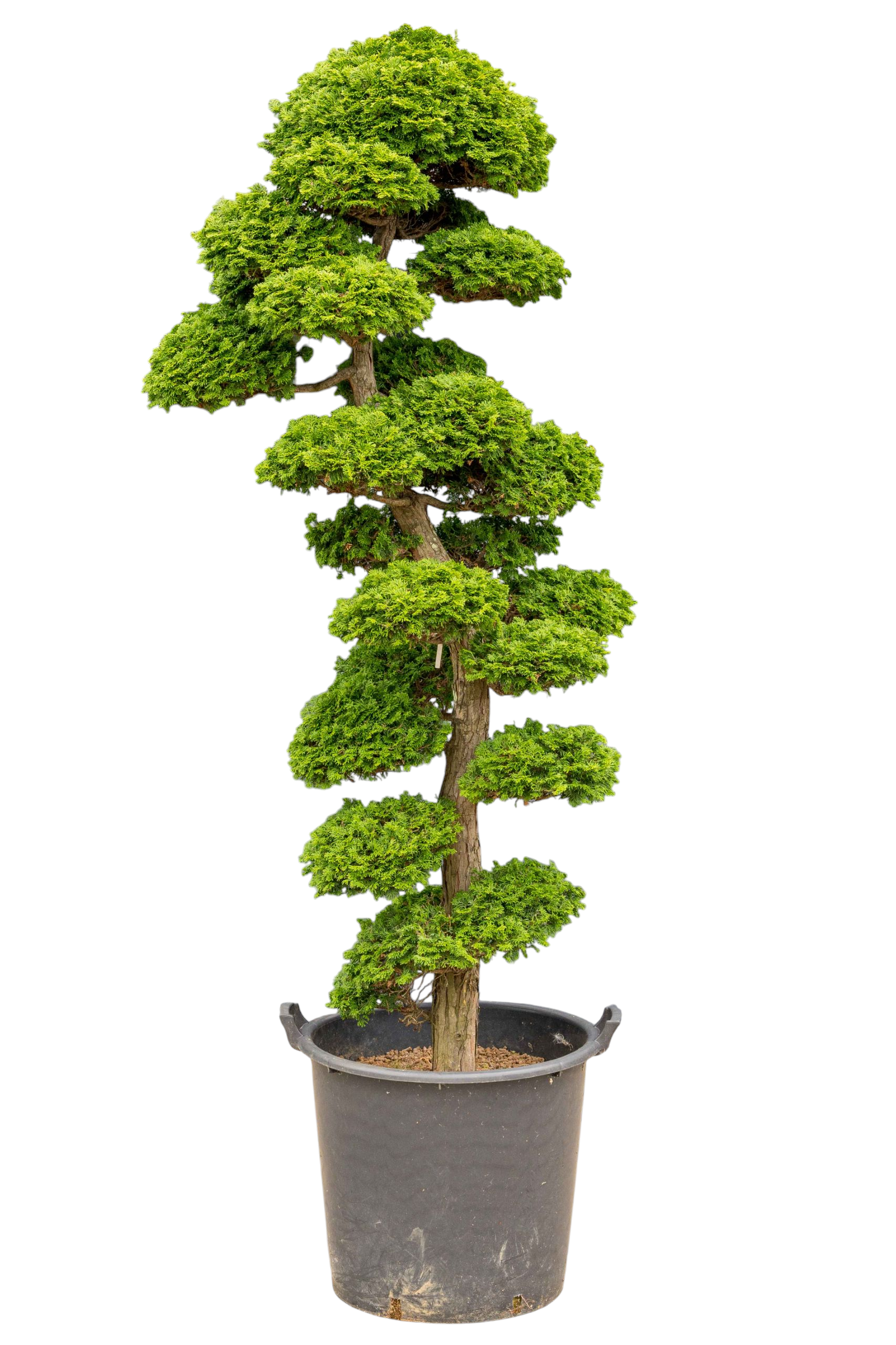 Tuinbonsai - Cypres, ca. 30 jaar