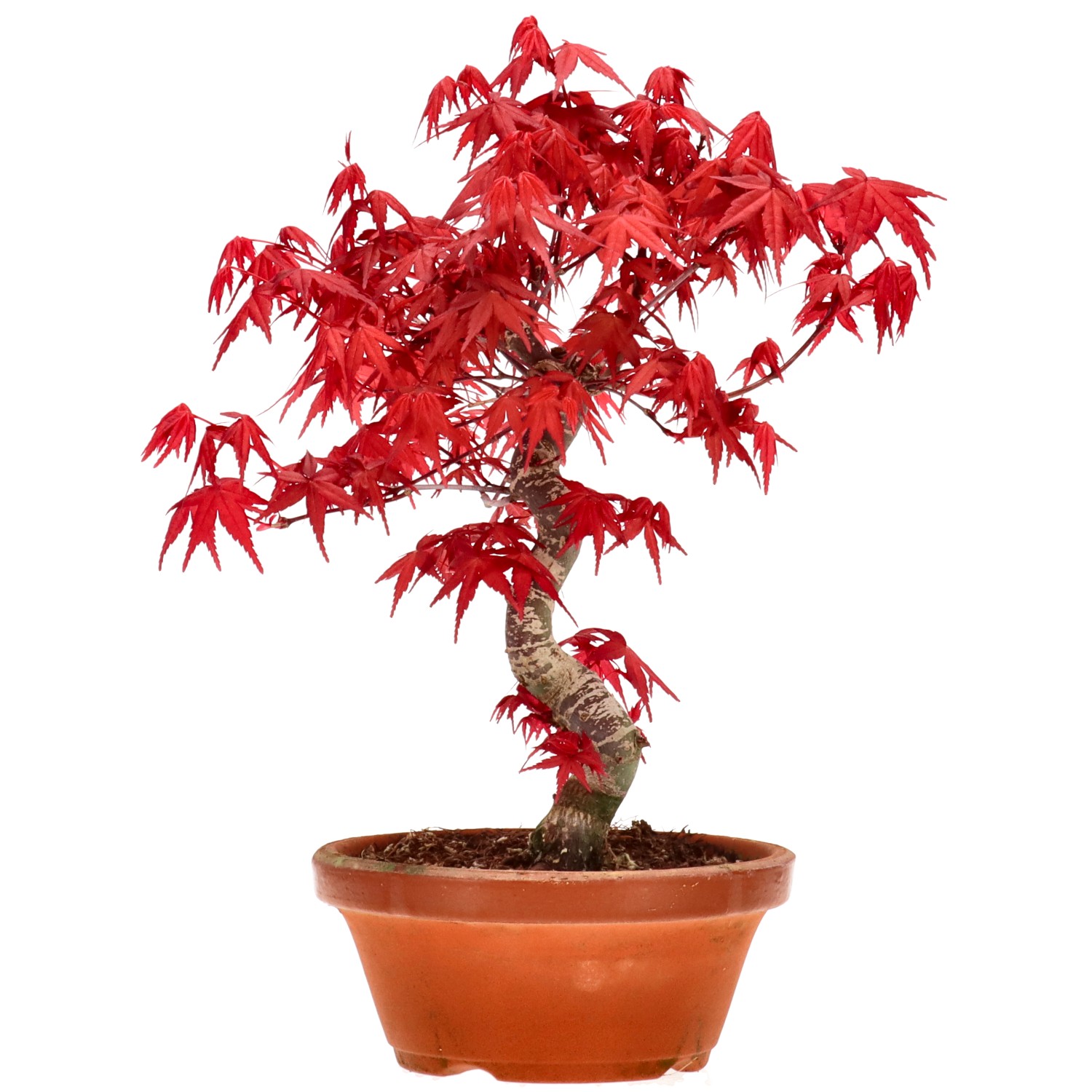 Érable du Japon (Deshojo), greffé, env. 10 ans (25 cm)