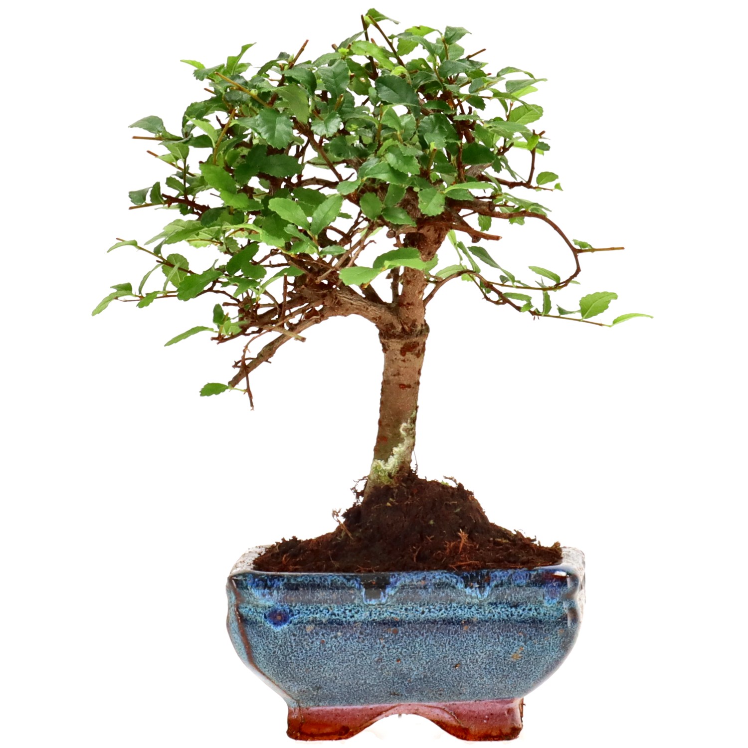 Chin. Ulme, ca. 6 J. (17 cm)