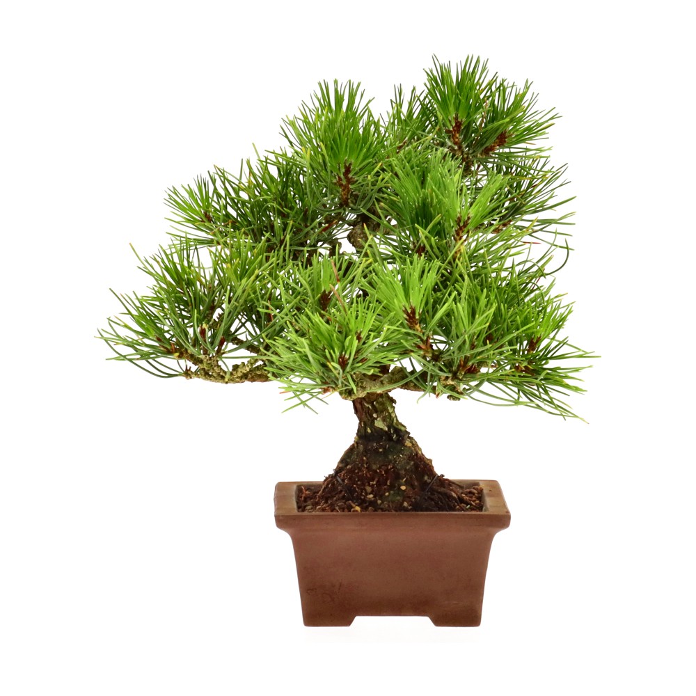 bonsai.fallbackImageTitle bonsai.fallbackImageTitle