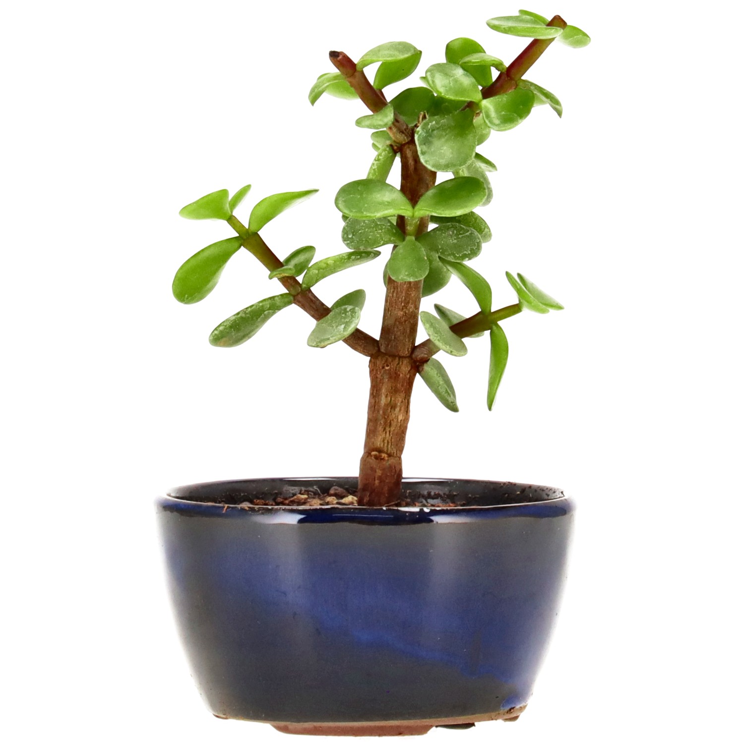 Jadebaum, ca. 2 J. (11 cm)