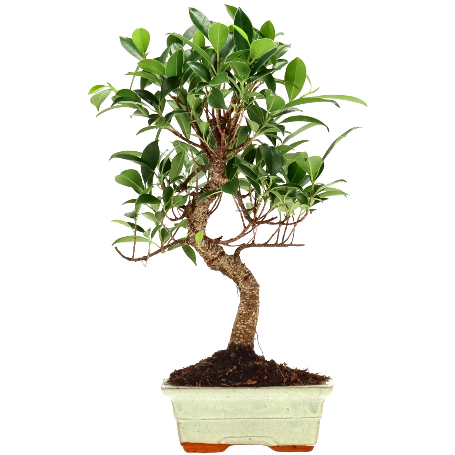 Ficus Retusa, aprox. 7 años (32 cm)