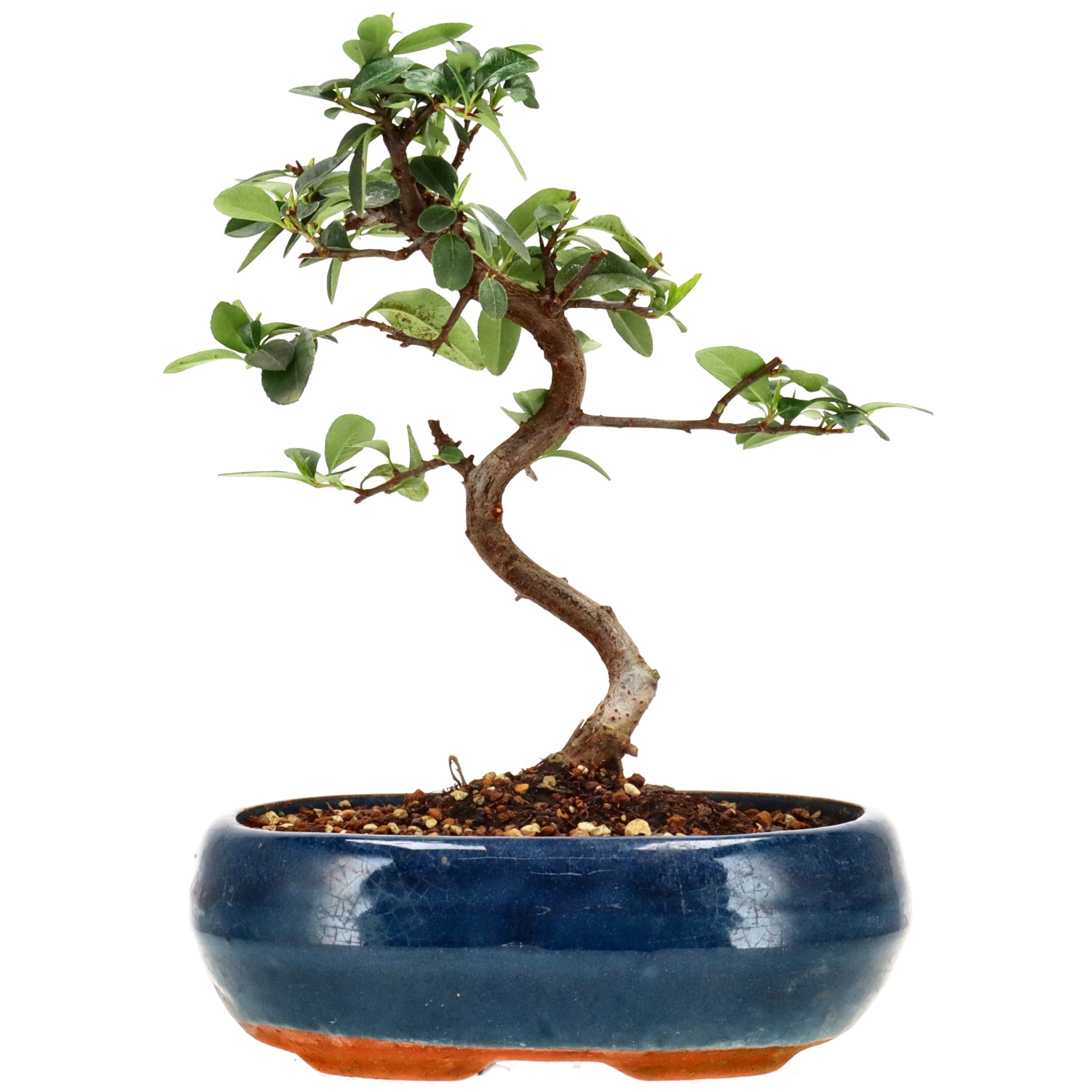 Feuerdorn, ca. 7 J. (22 cm)