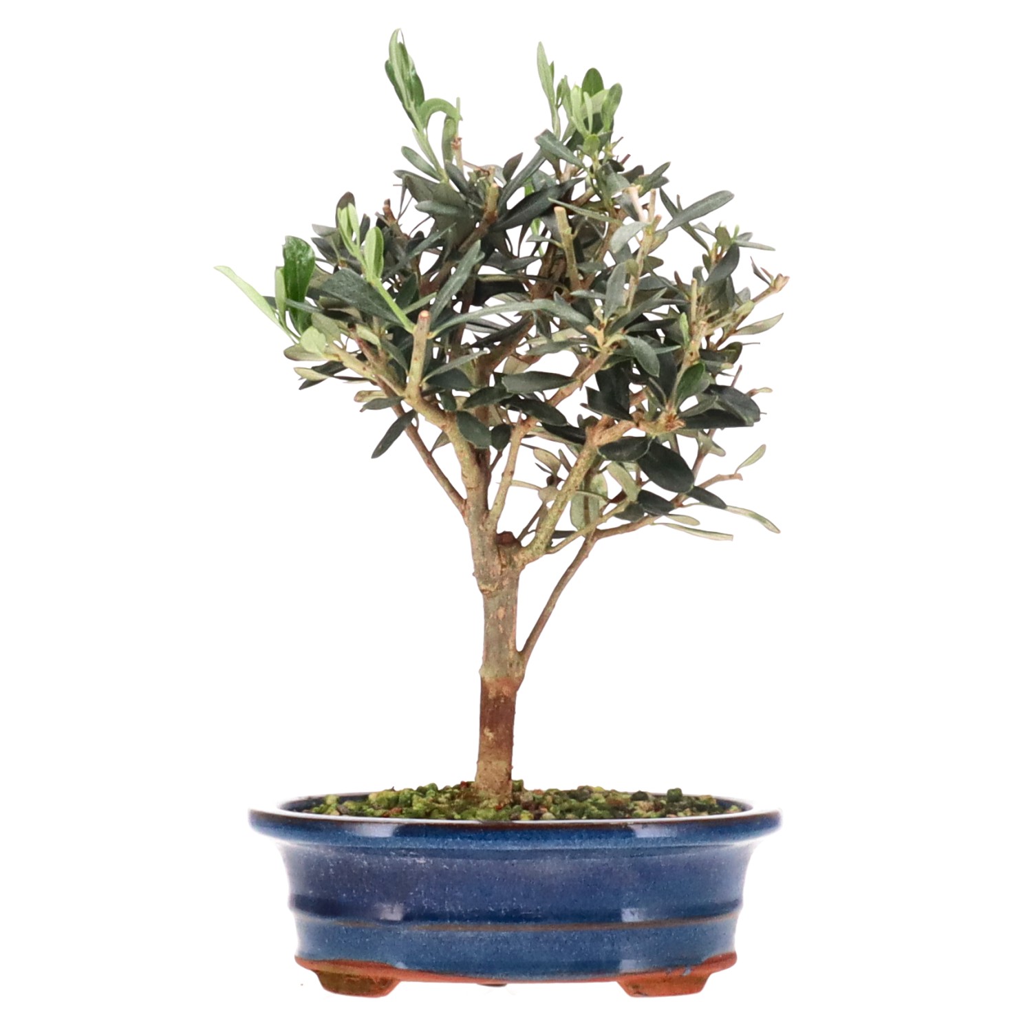 Olive, ca. 5 J. (25 cm)