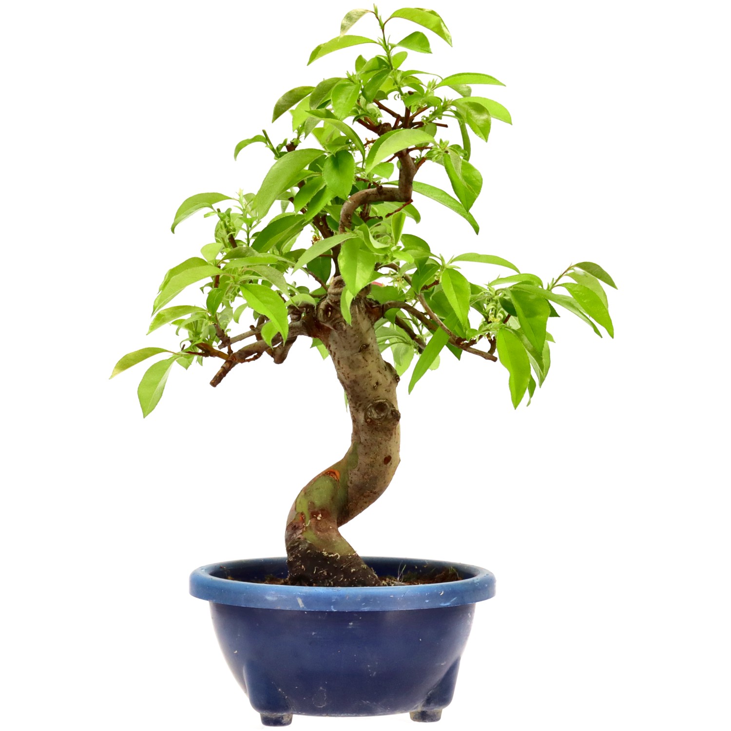 Chin. Quitte, ca. 16 J. (40 cm)