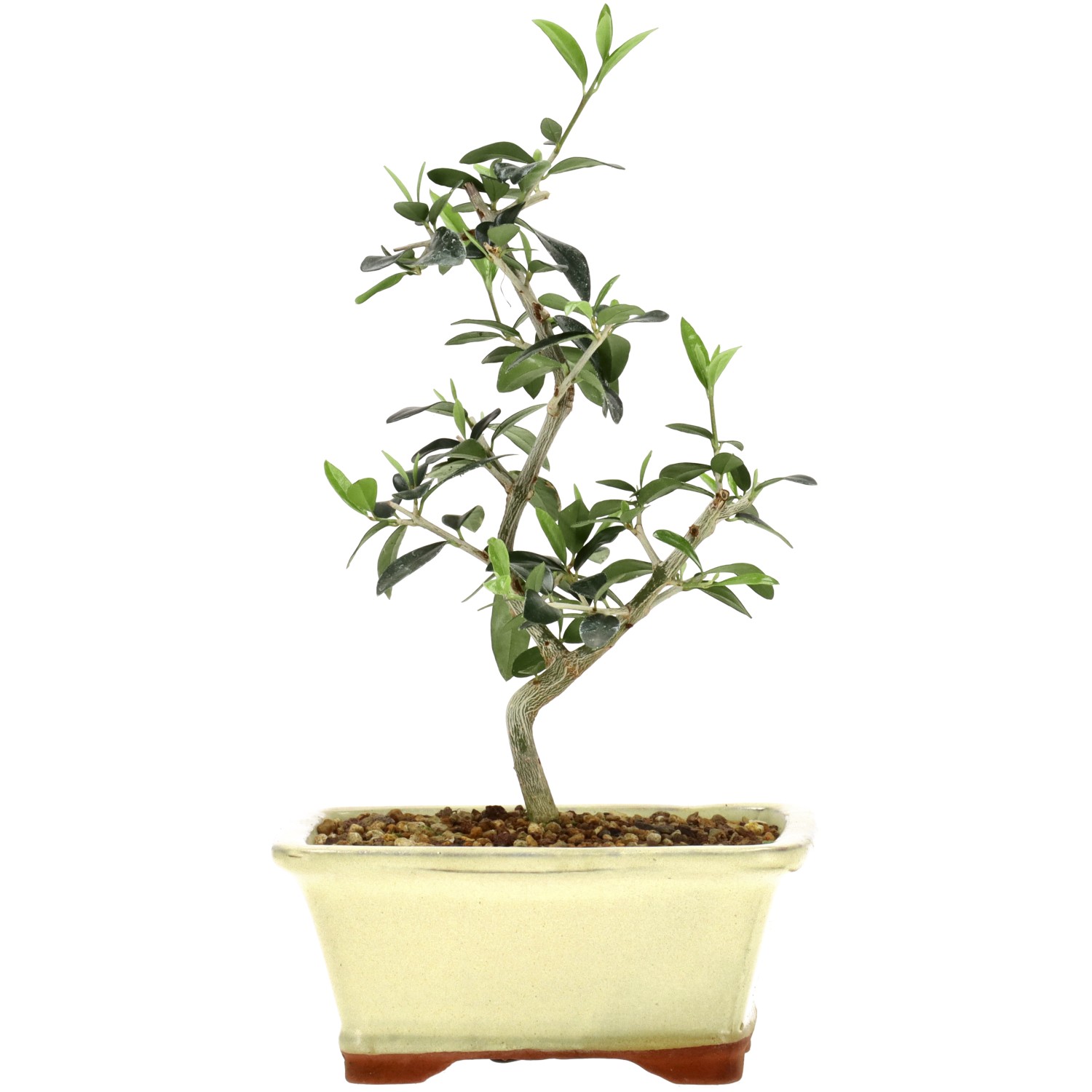 Wildolive, ca. 5 J. (23 cm)