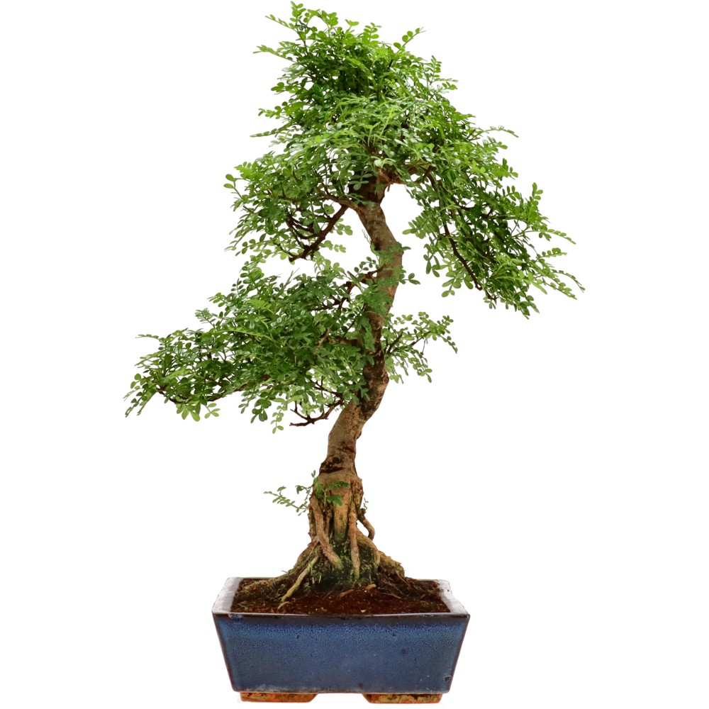Pfefferbaum, ca. 20 J. (61 cm)