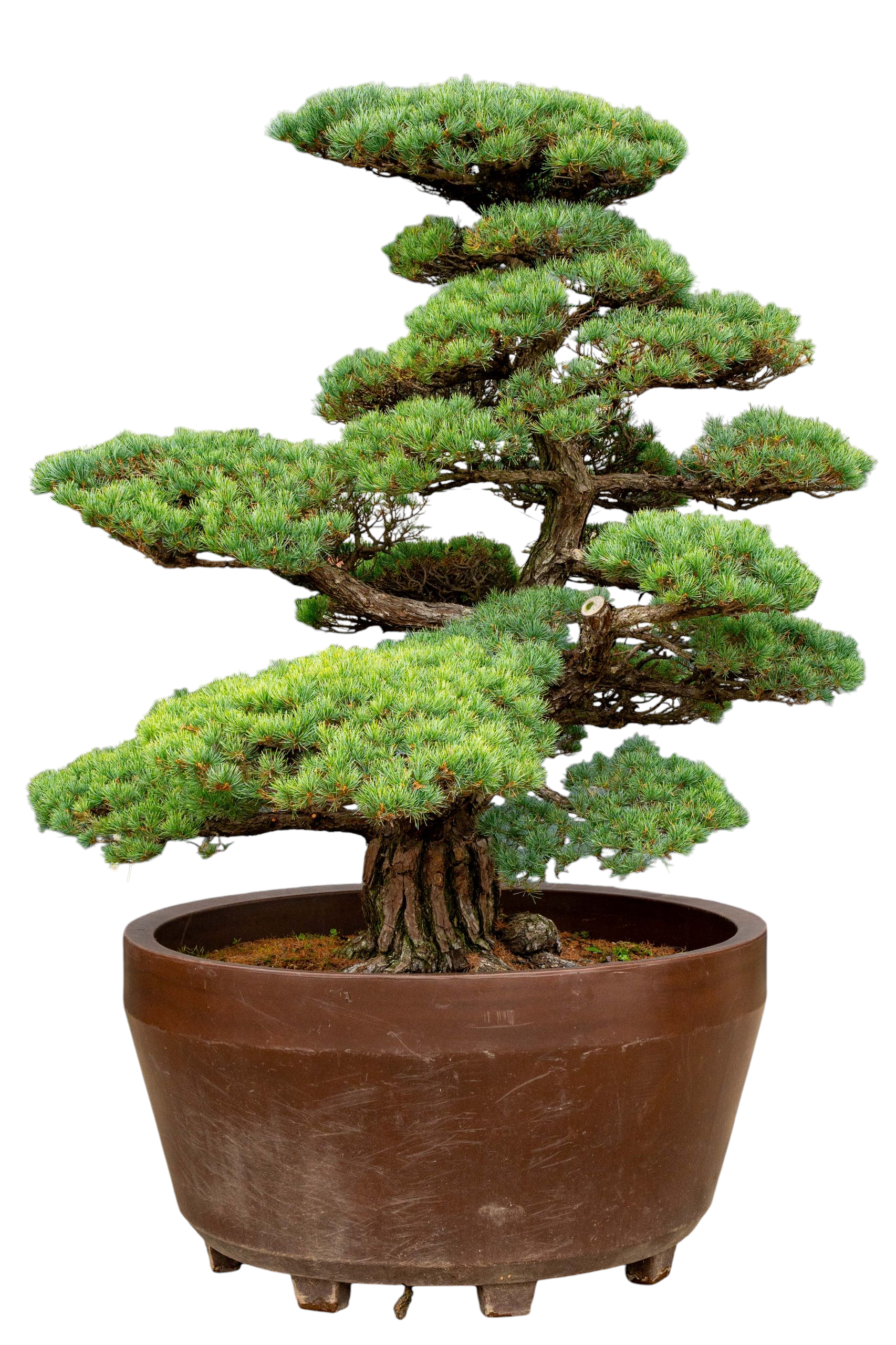 bonsai.fallbackImageTitle