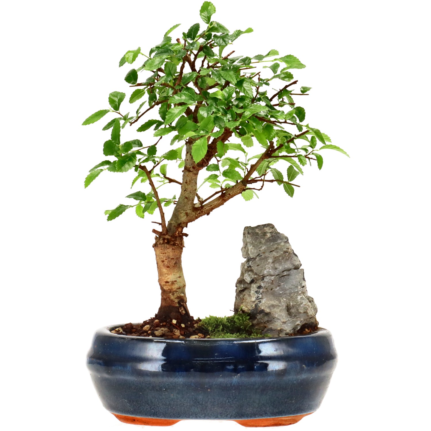 Chin. Ulme, ca. 6 J. (20 cm)