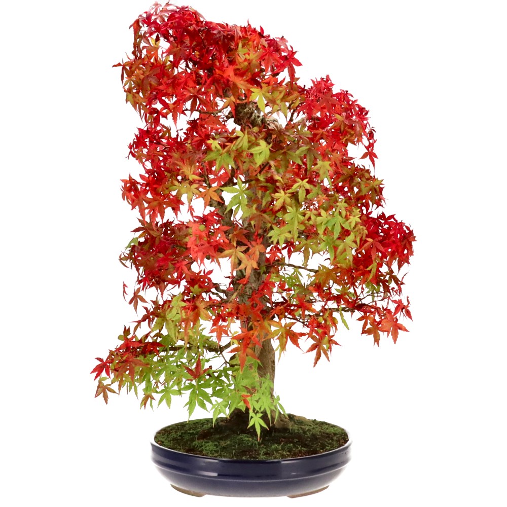 bonsai.fallbackImageTitle bonsai.fallbackImageTitle