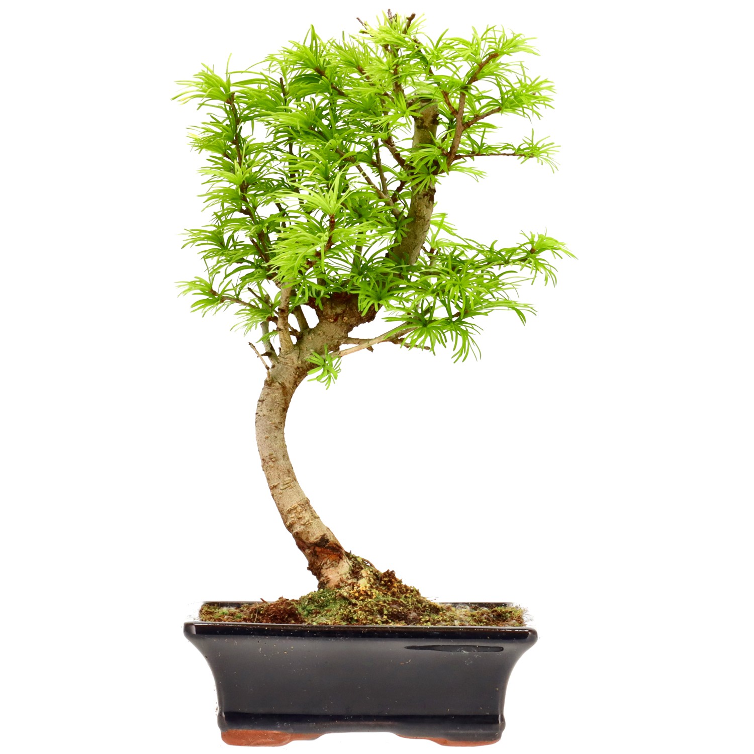 Mélèze doré de Chine, env. 10 ans (32 cm)