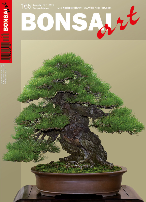 BONSAI ART 165 Jan/Feb 2021 TITELTHEMA: Kiefern. Winter. Shohin.
Die mächtige Schwarz-Kiefer, die das Titelbild dieser Ausgabe ziert, wurde im Januar 2020 auf der Meifu-ten ausgestellt, einer winterlichen Bonsai-Ausstellung, von der Sie in unserer Galerie mehr erfahren und viele wei