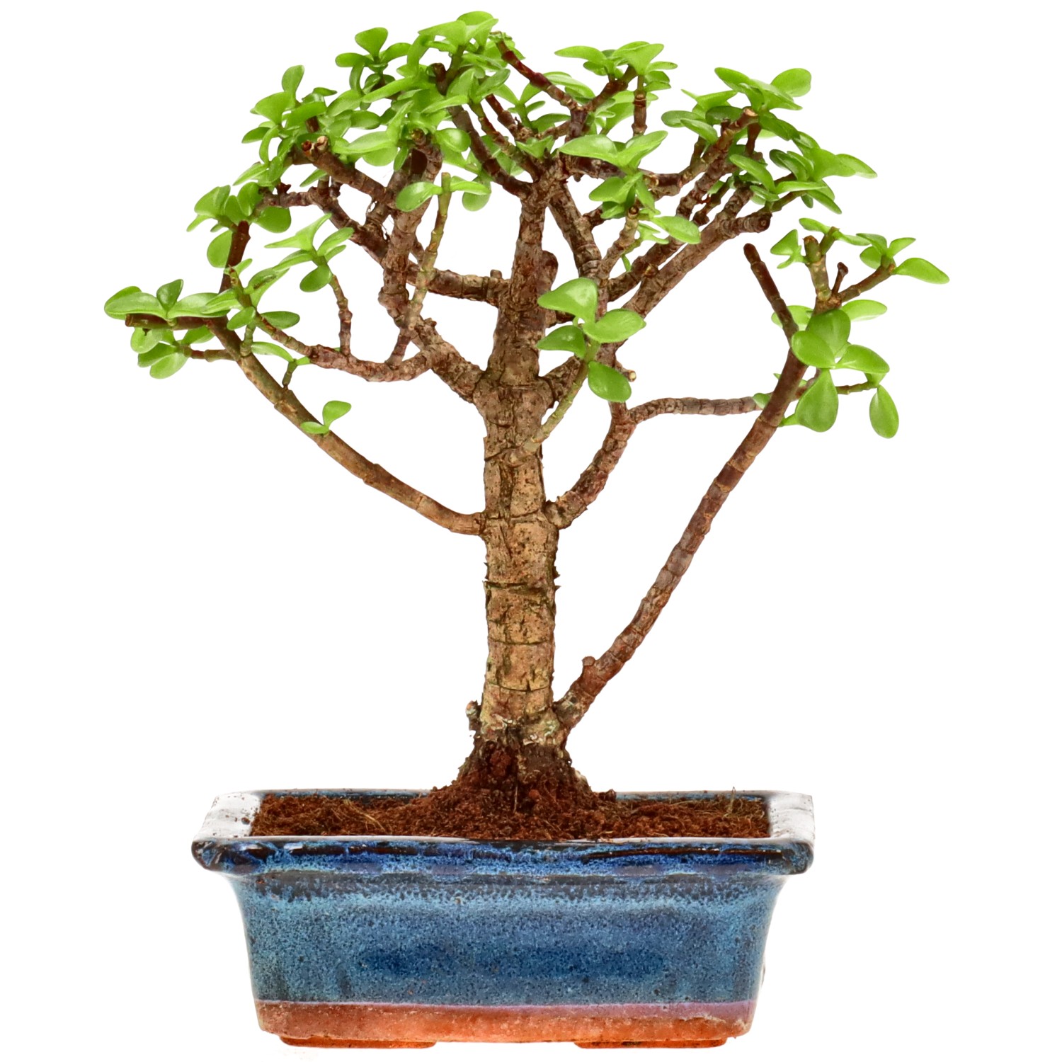 Jadebaum, ca. 7 J. (20 cm)