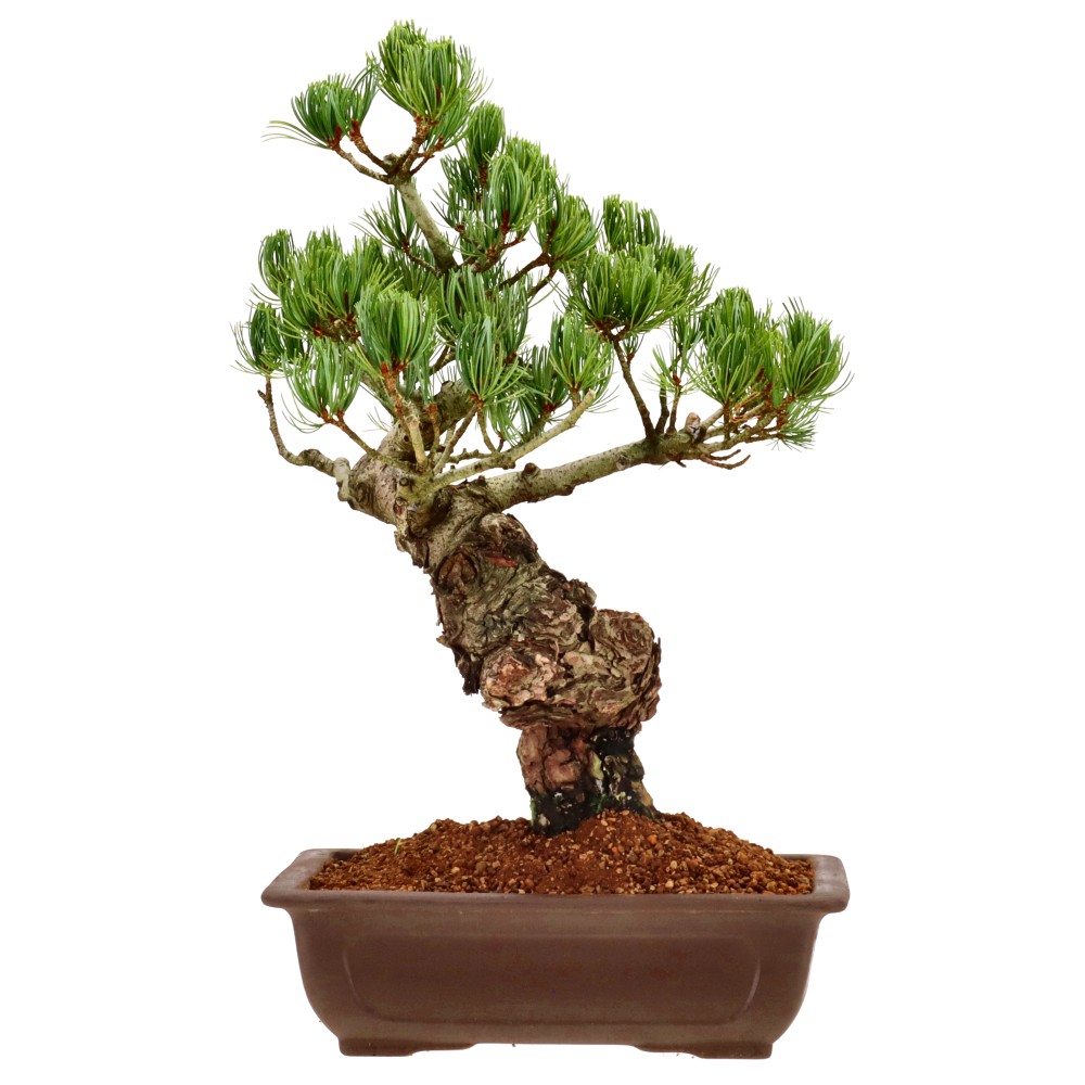 bonsai.fallbackImageTitle bonsai.fallbackImageTitle