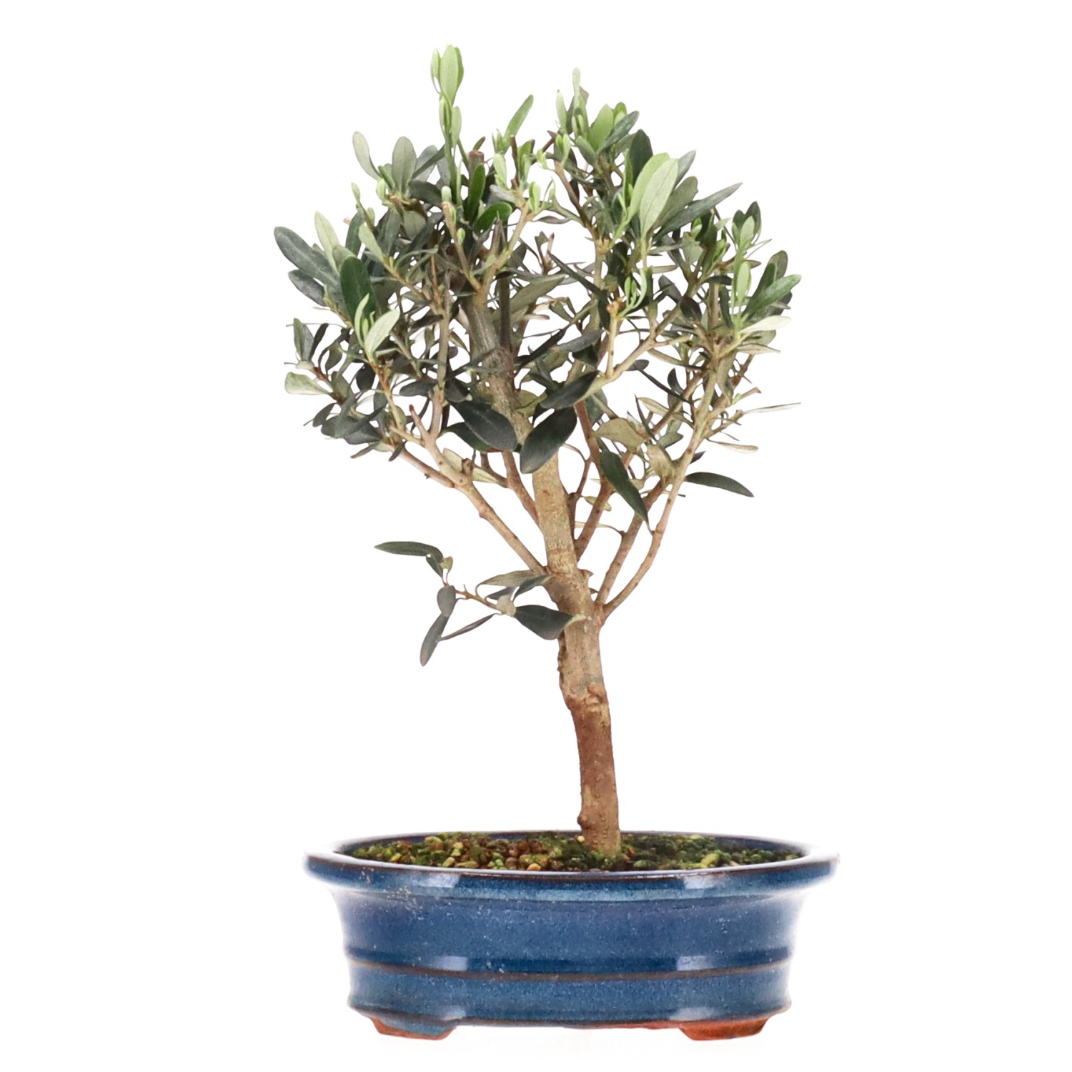 Olive, ca. 5 J. (27 cm)