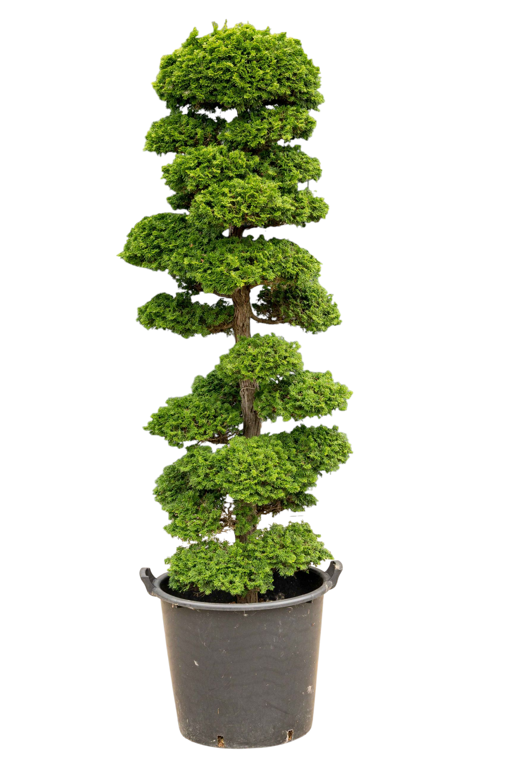 bonsai.fallbackImageTitle