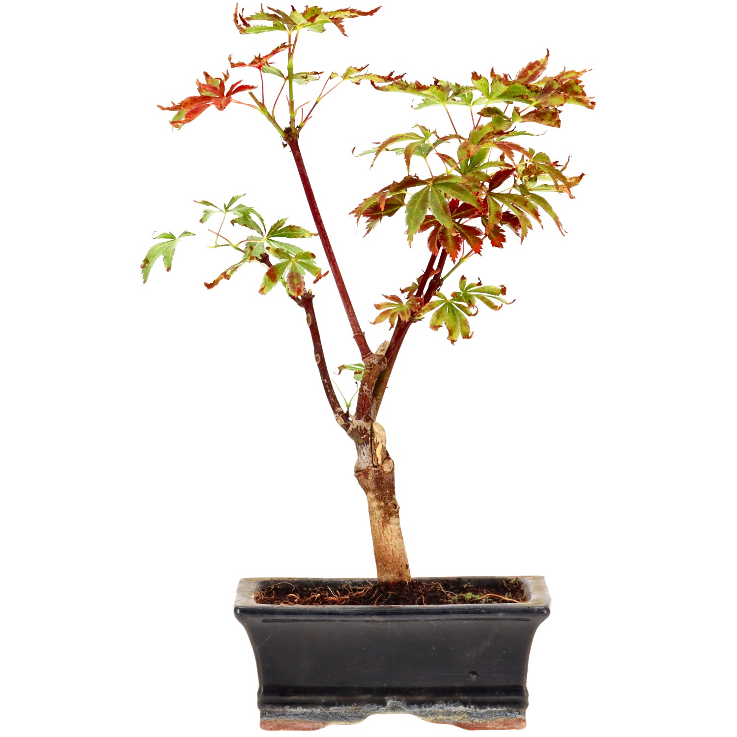 Jap. Maple (Deshojo), approx. 7 y. (25 cm)