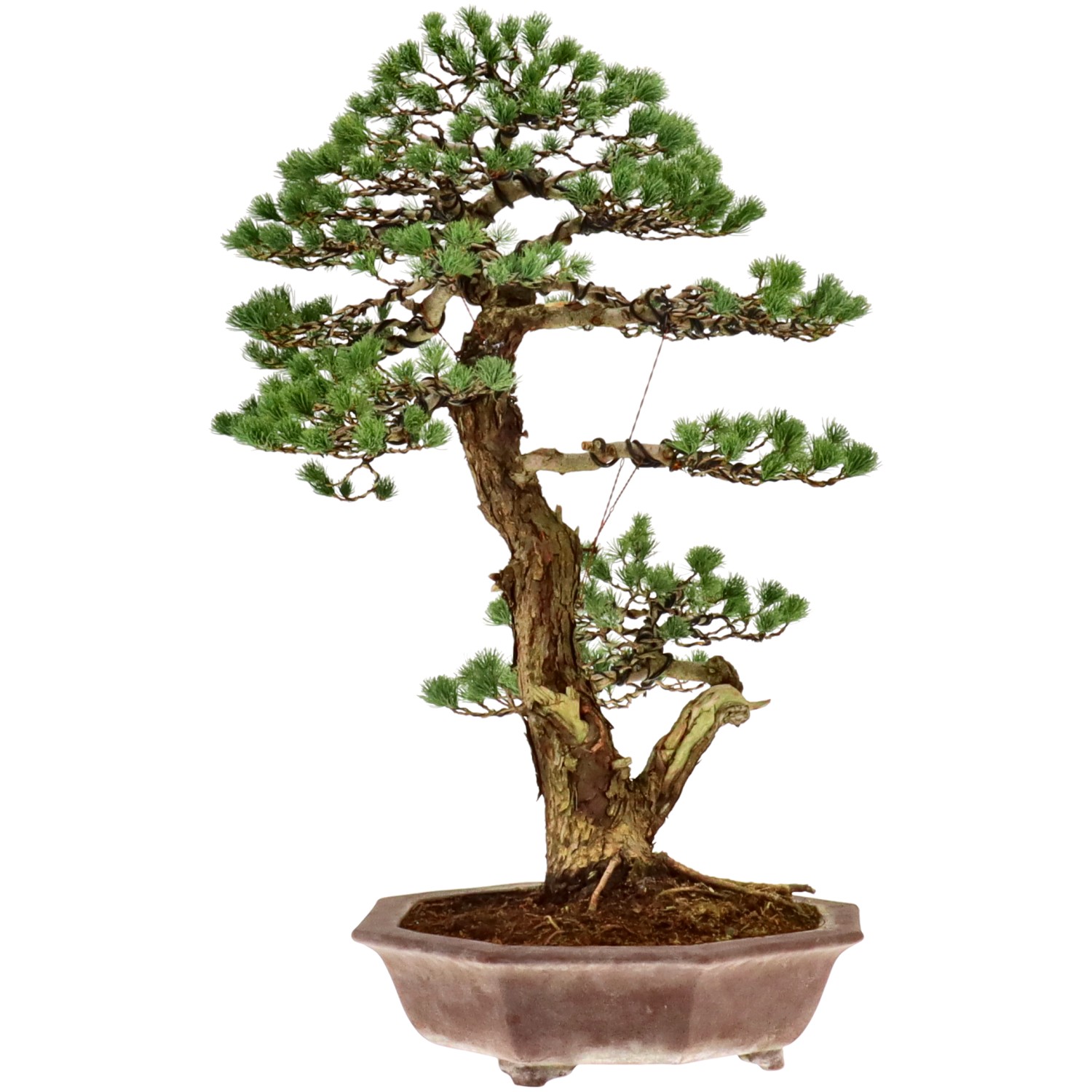 bonsai.fallbackImageTitle