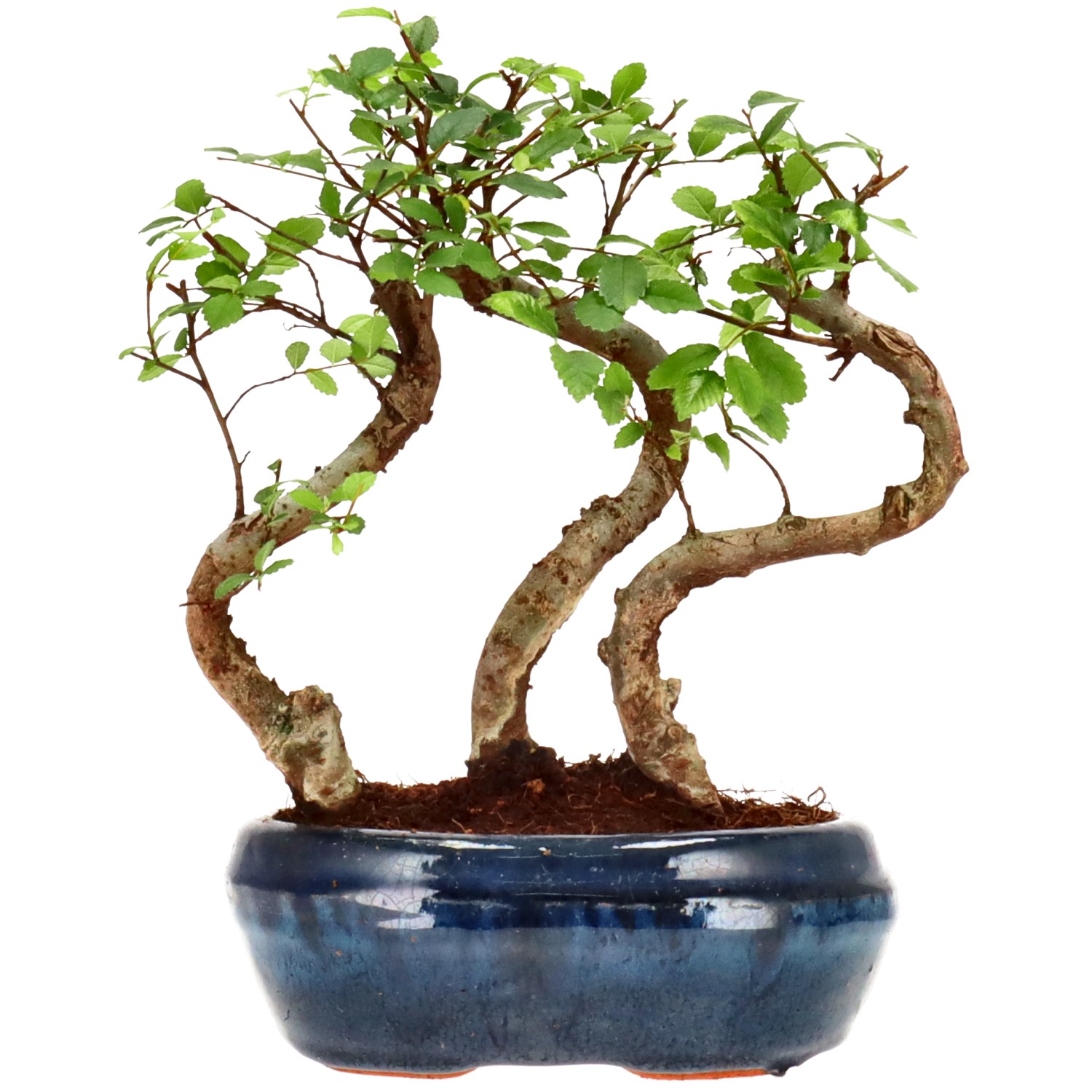 Chin. Ulme, ca. 6 J. (19 cm)