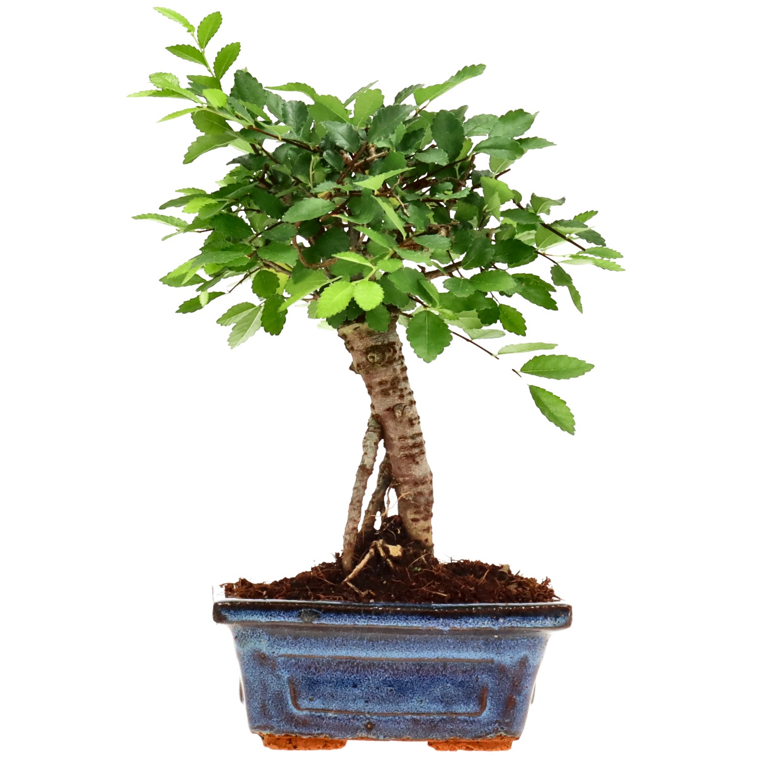 Orme de Chine, env. 6 ans (21 cm)