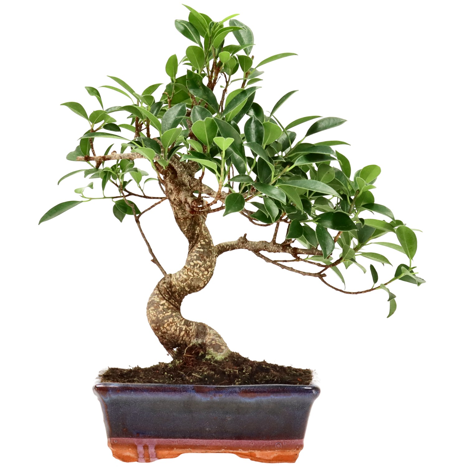 Chin. Feigenbaum (Retusa), ca. 9 J. (30 cm)