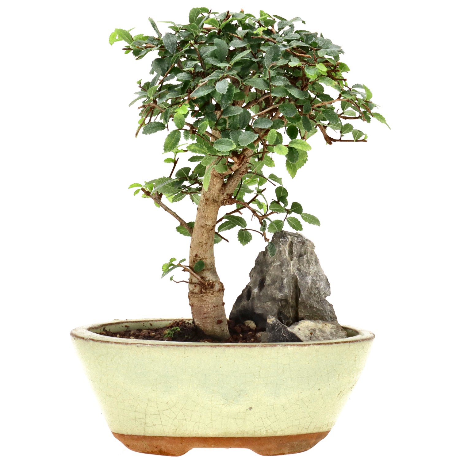Olmo chino, aprox. 7 años (17 cm)