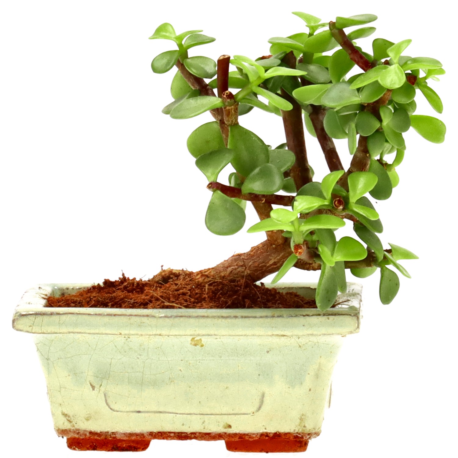 Jadebaum, ca. 5 J. (10 cm)