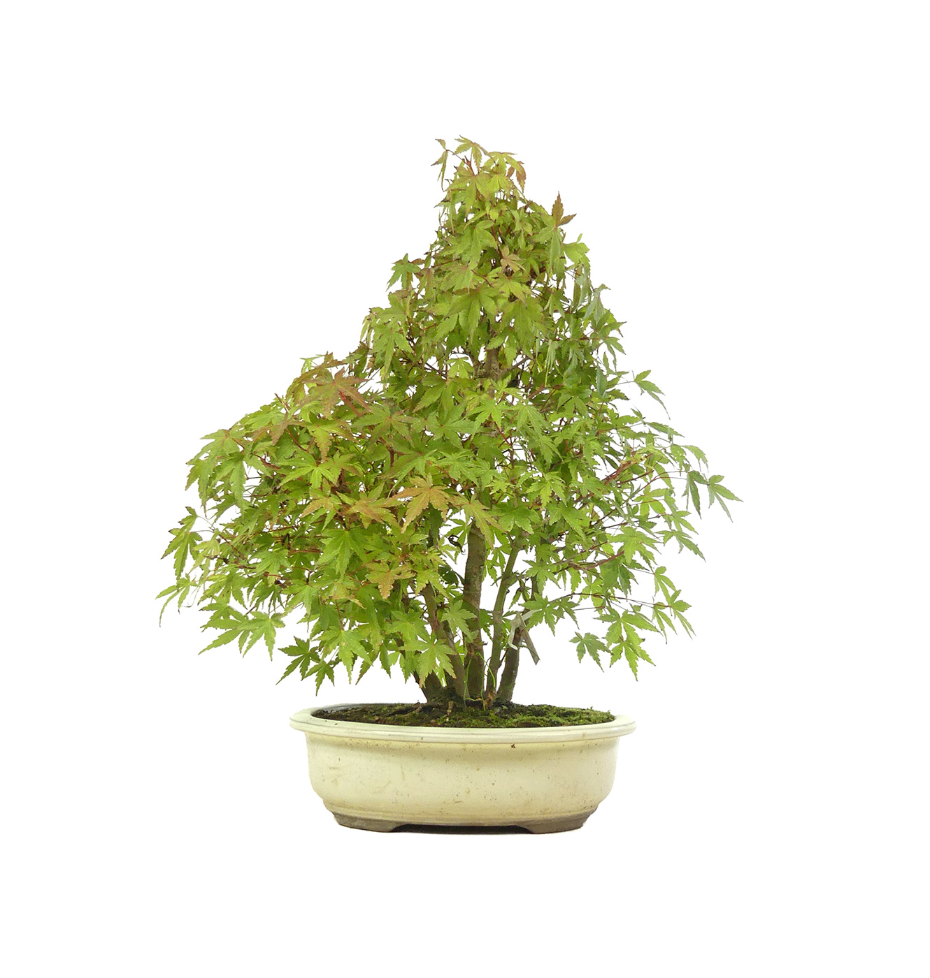 Bergfächerahorn (Yamamomiji), ca. 20 Jahre (41 cm) Bergfächerahorn (Yamamomiji), ca. 20 Jahre (41 cm)