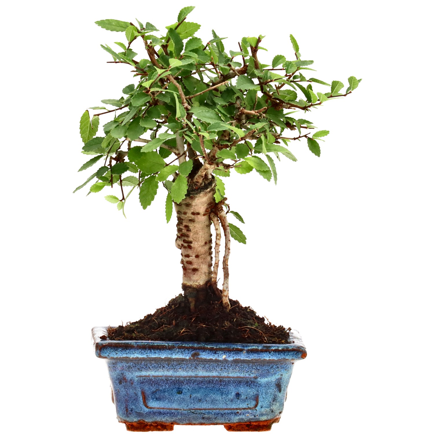 Olmo cinese, ca. 6 anni (19 cm)