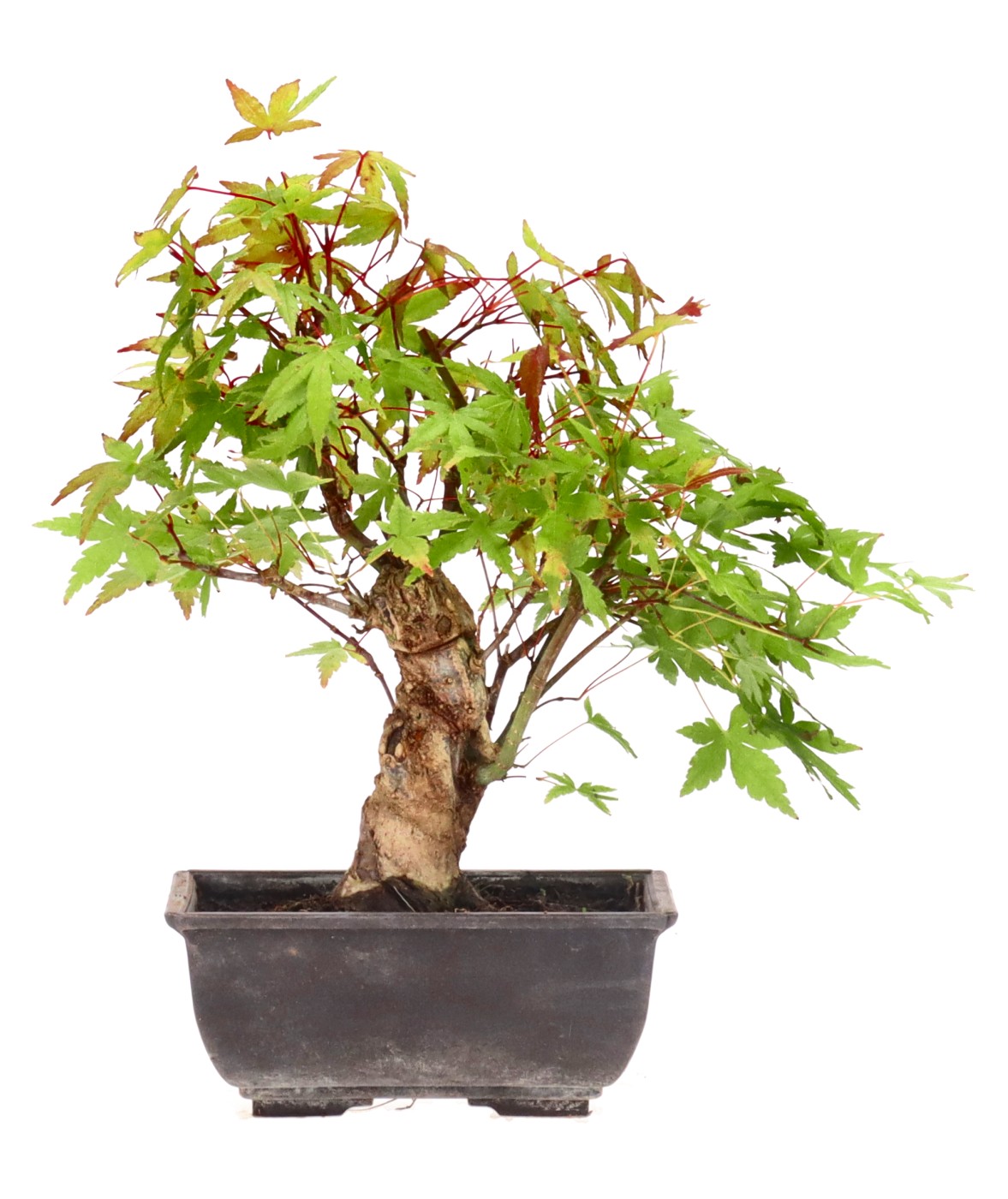 bonsai.fallbackImageTitle bonsai.fallbackImageTitle