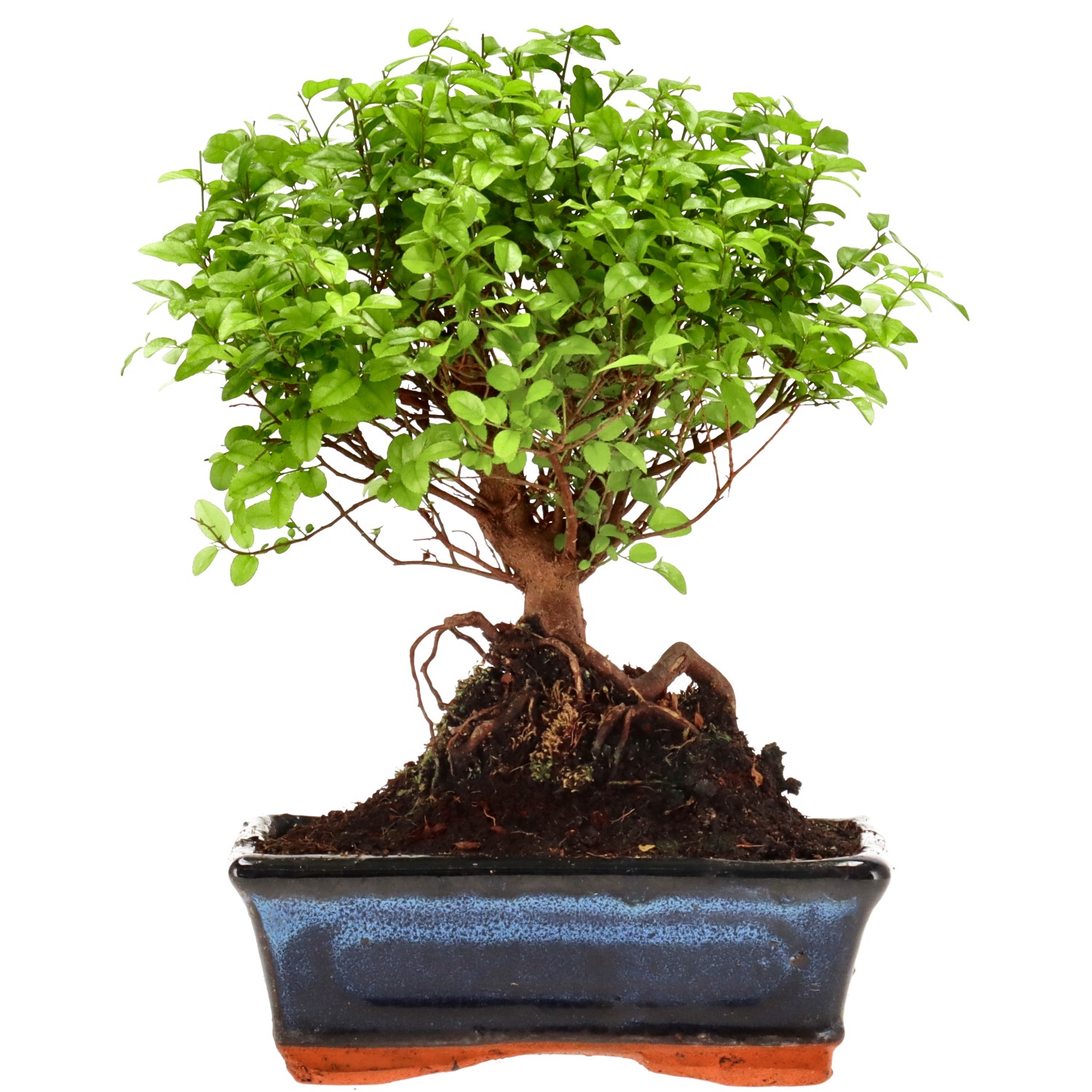Chin. Bird Plum, approx. 10 y. (23 cm)