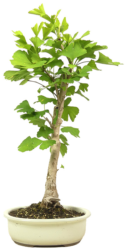 [L012] Ginkgo, approx. 12 years