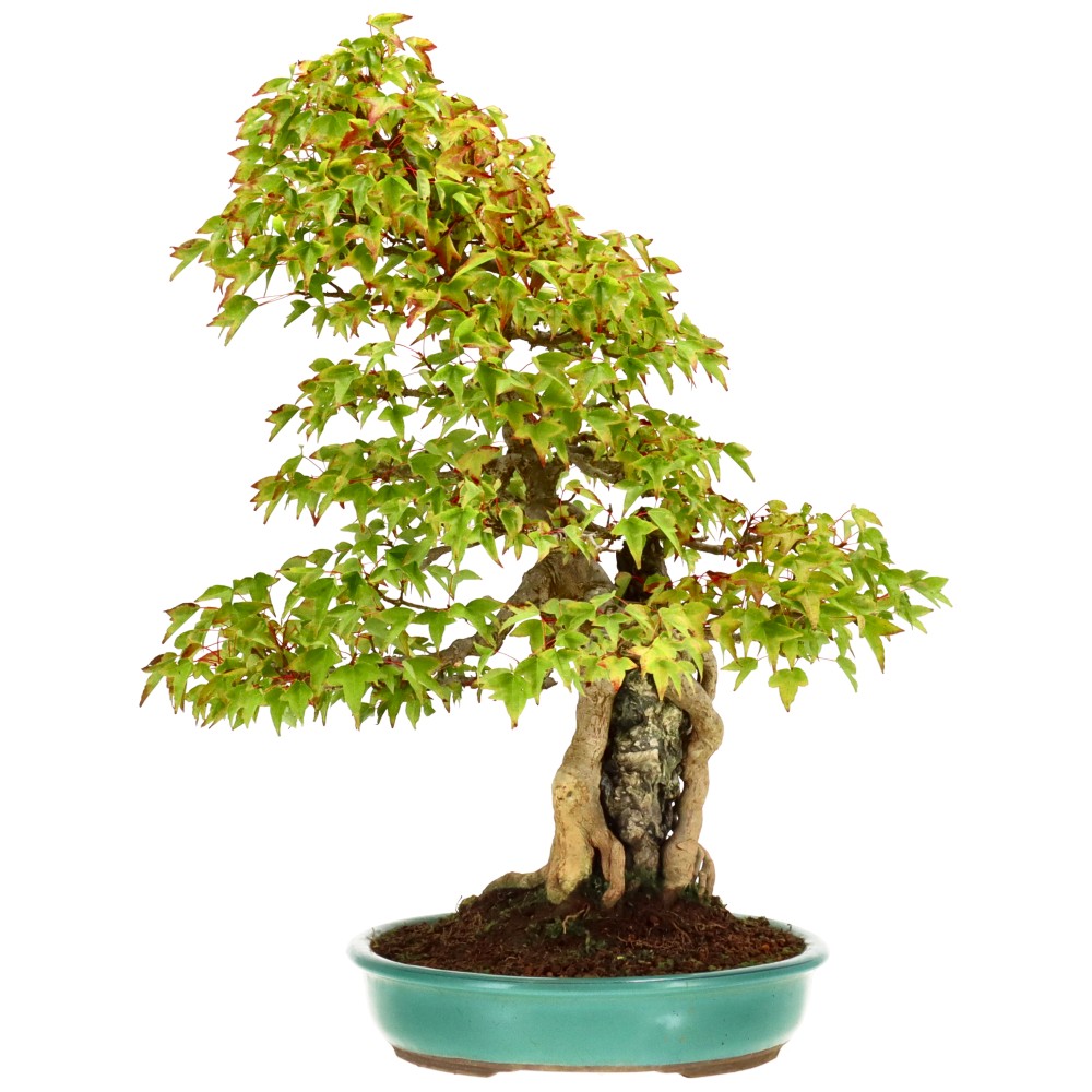 Slider Bild Slider Bild