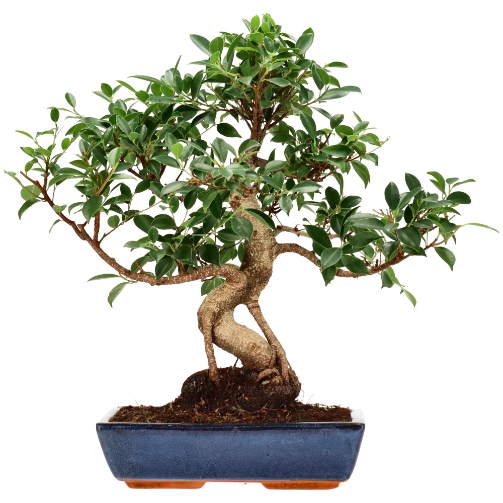 Chin. Feigenbaum (Retusa), ca. 18 J. (51 cm)