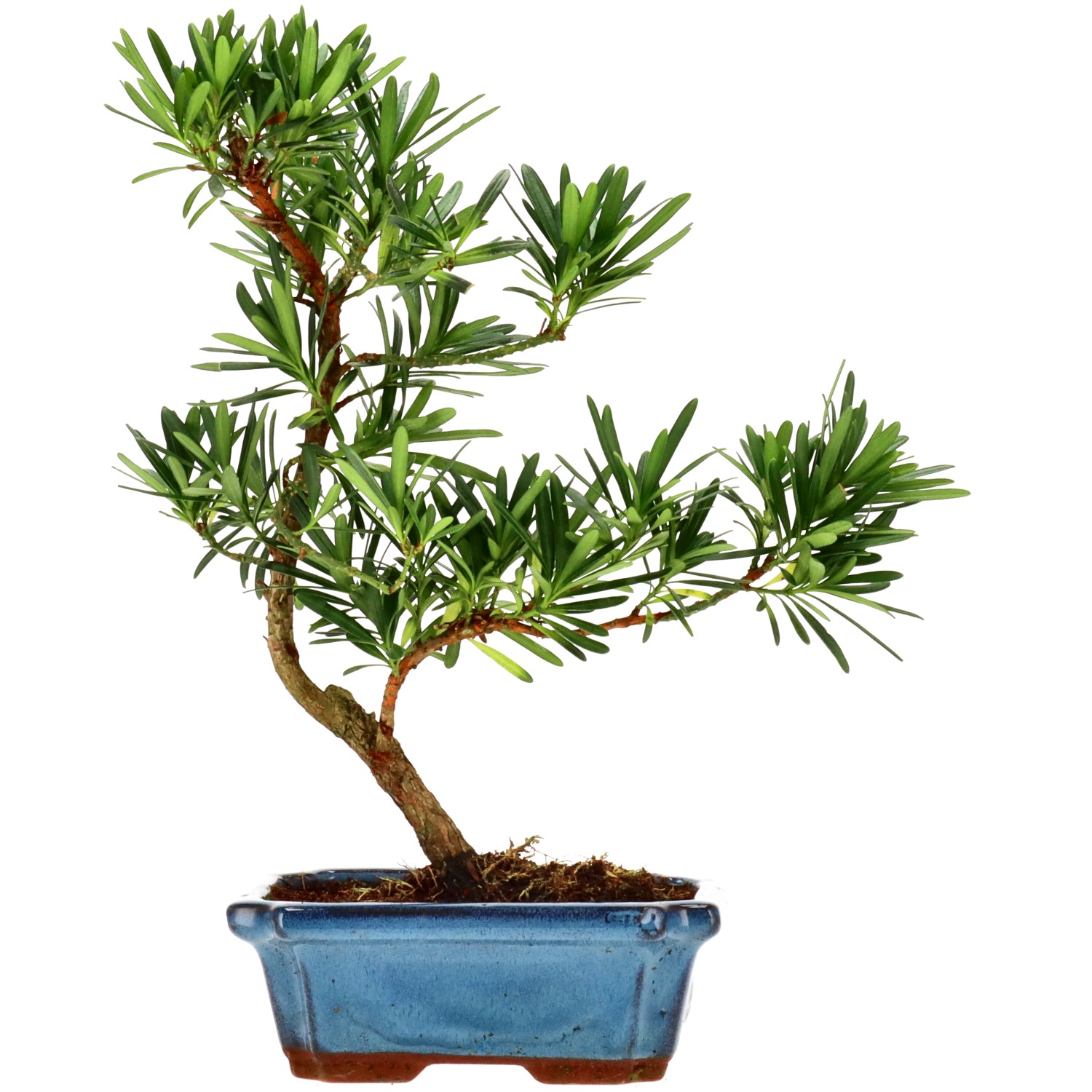 Buddhist pine, approx. 9 y. (33 cm)