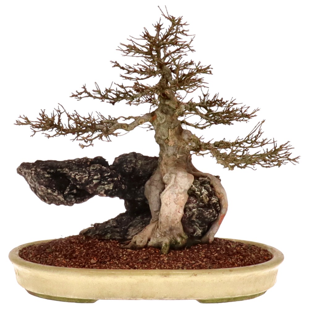bonsai.fallbackImageTitle bonsai.fallbackImageTitle
