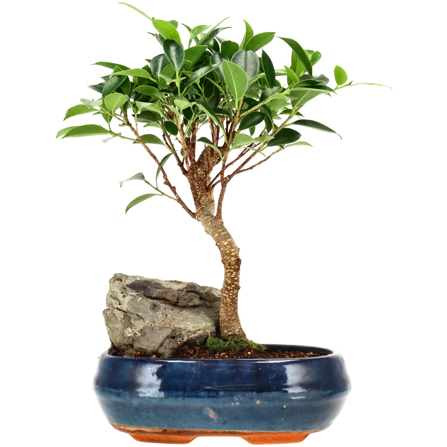 Chin. Feigenbaum (Retusa), ca. 8 J. (27 cm)