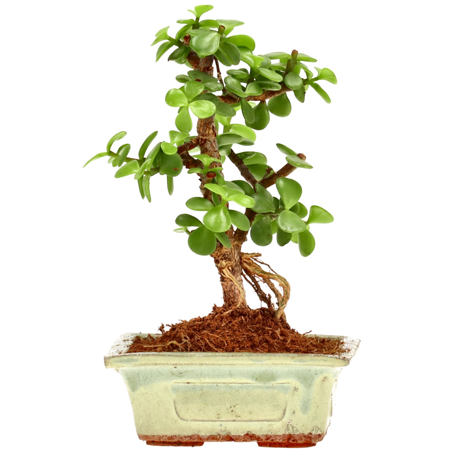 Cespuglio di Elefante, ca. 5 anni (17 cm)