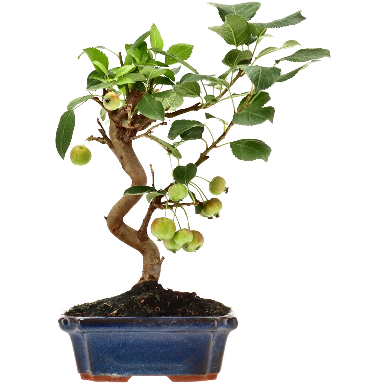 Manzano silvestre, aprox. 10 años (28 cm)