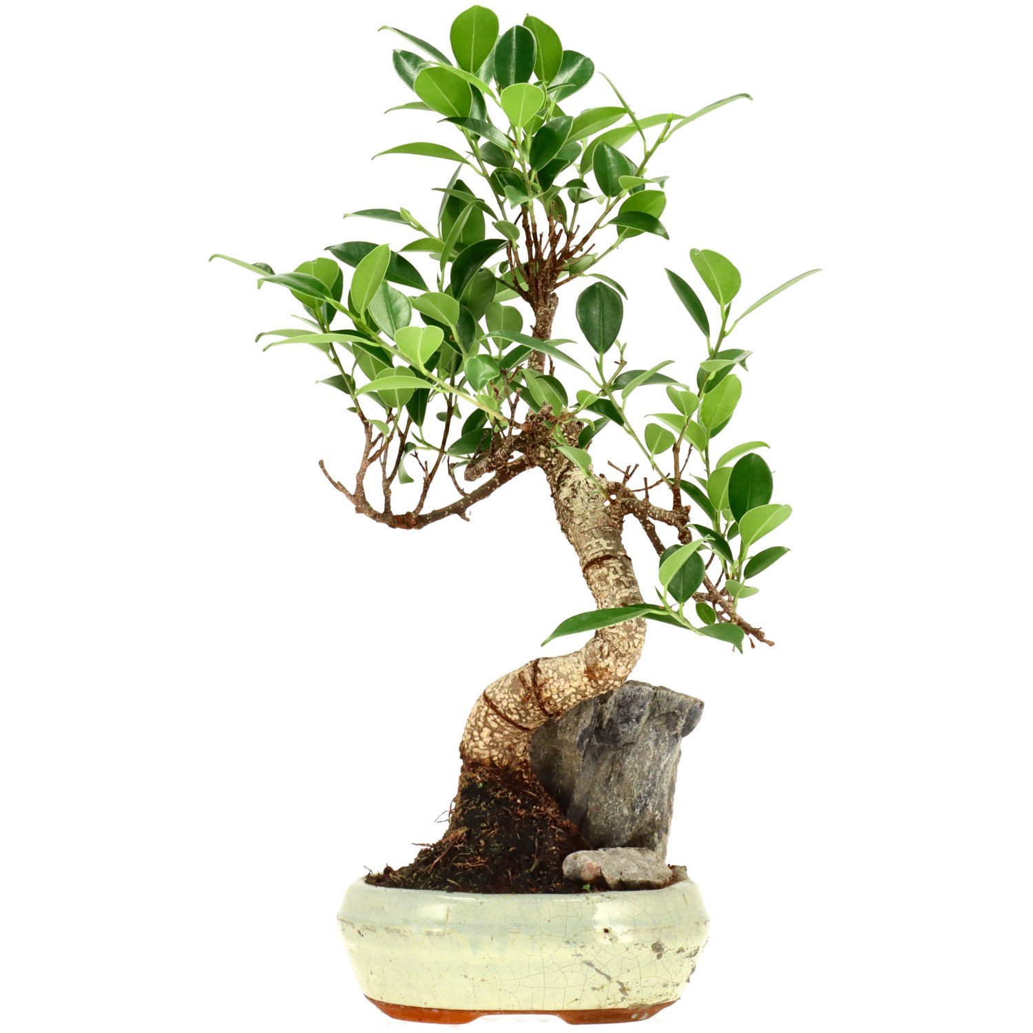 Chin. Feigenbaum (Retusa), ca. 9 J. (35 cm)
