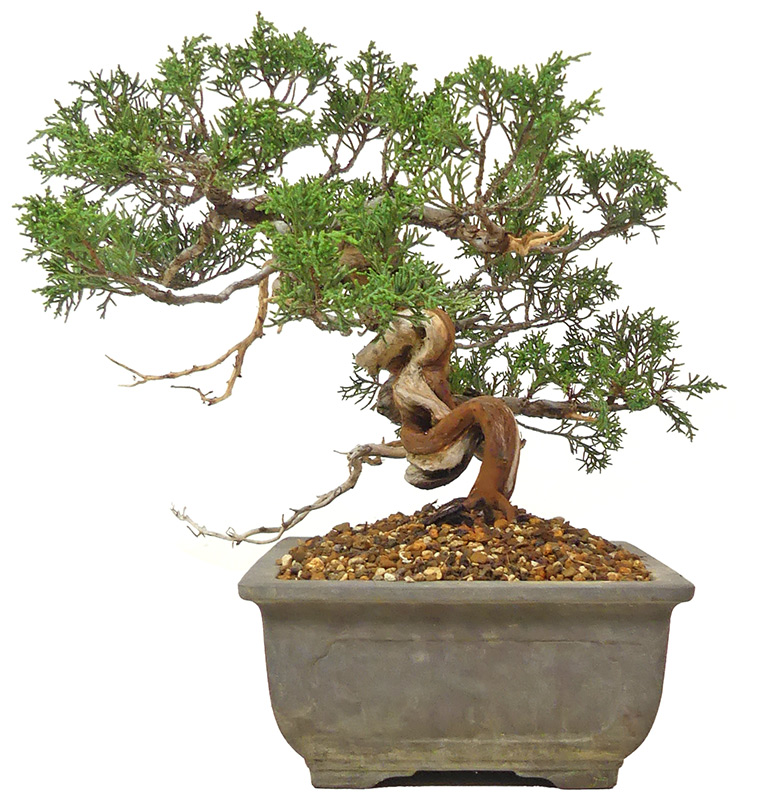 bonsai.fallbackImageTitle bonsai.fallbackImageTitle