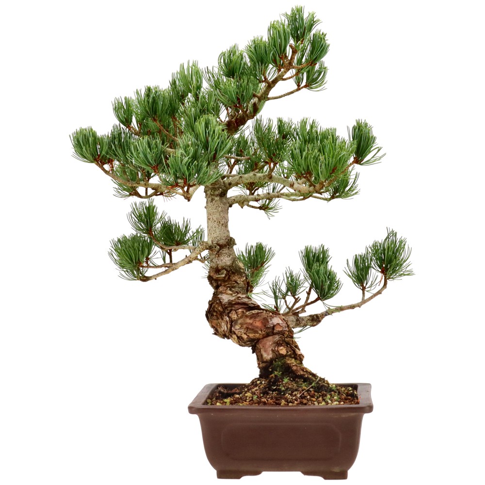 bonsai.fallbackImageTitle bonsai.fallbackImageTitle