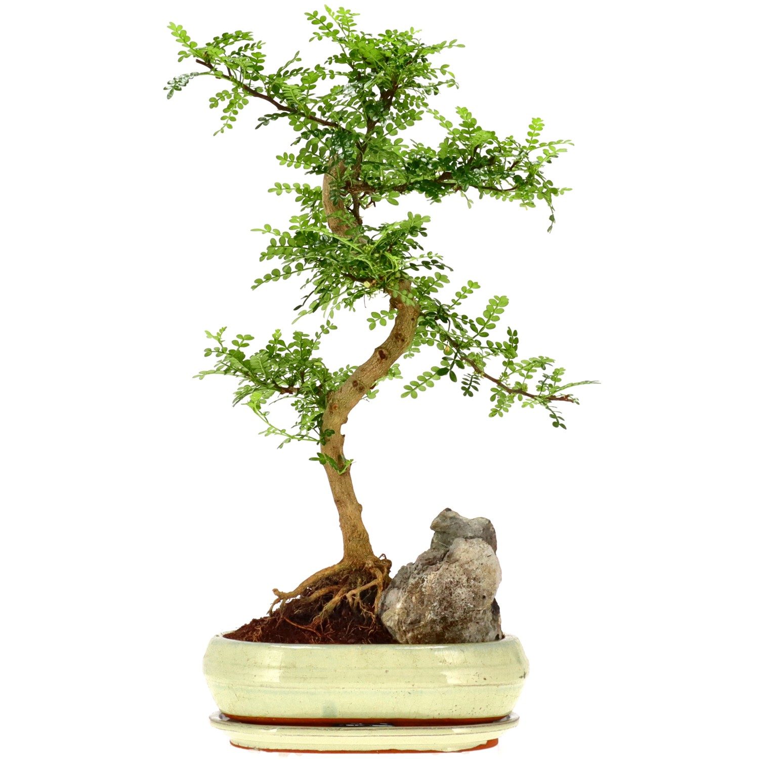 Pepe di Sichuan, ca. 12 anni (47 cm)