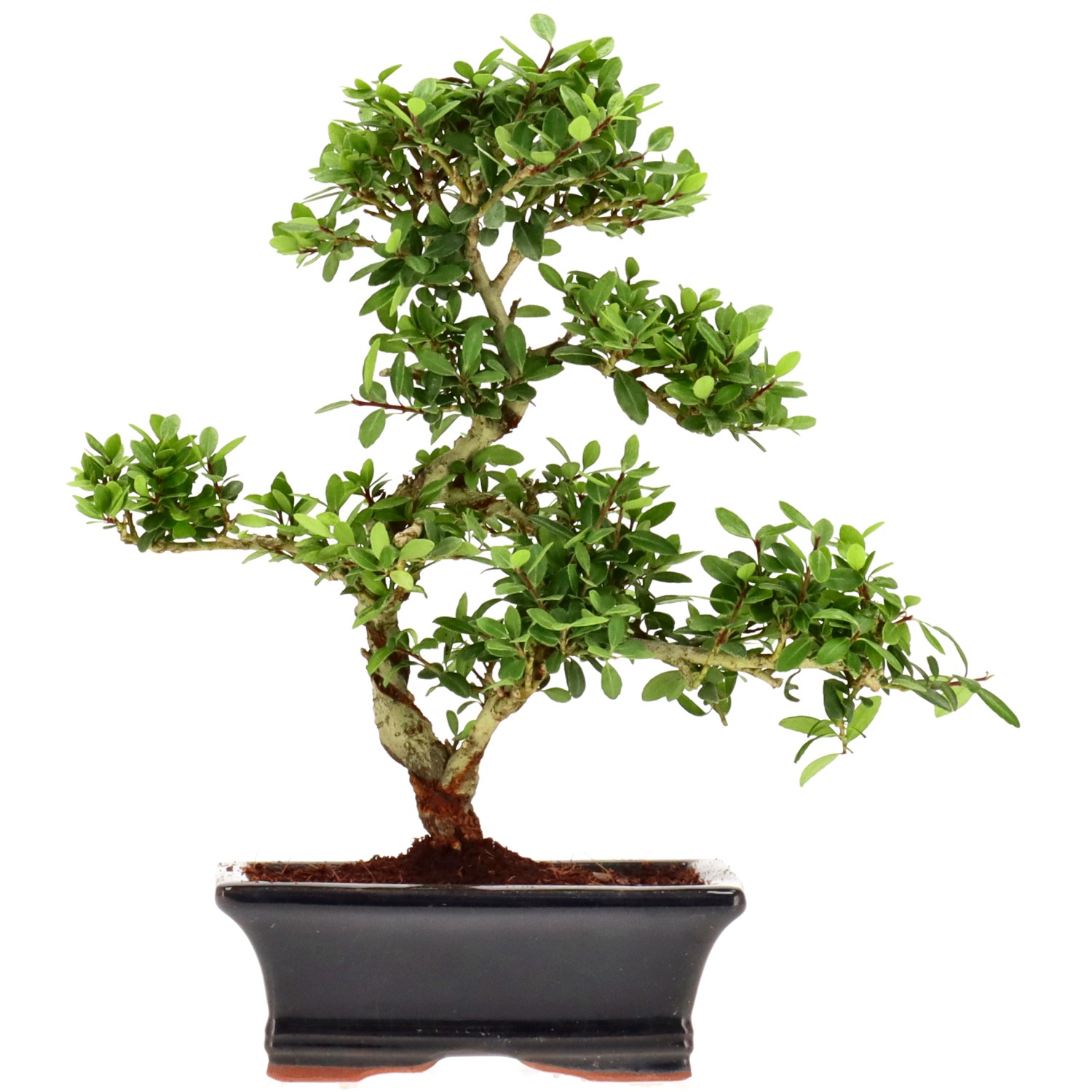 Jap. Stechpalme, ca. 7 J. (24 cm)