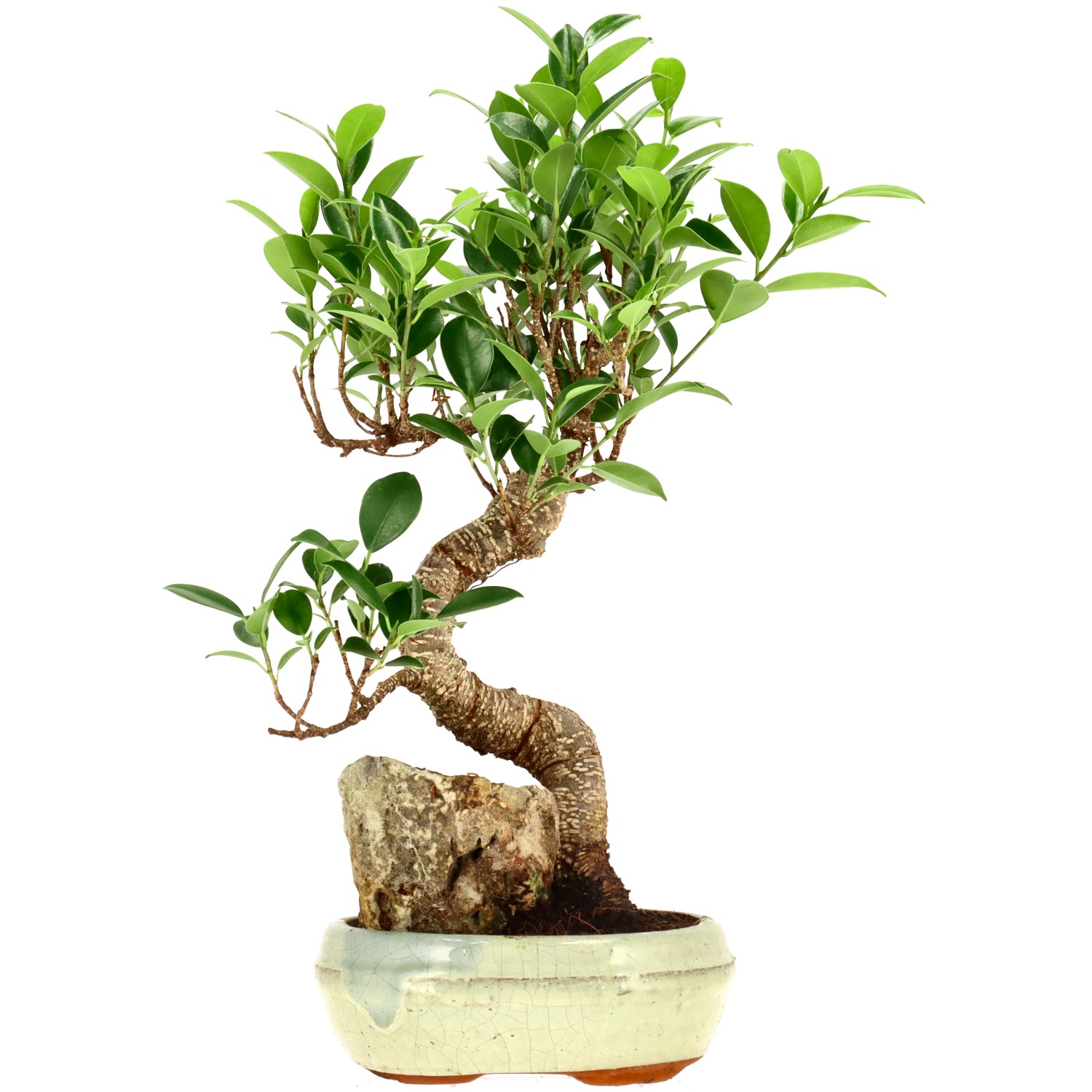 Chin. Feigenbaum (Retusa), ca. 9 J. (32 cm)