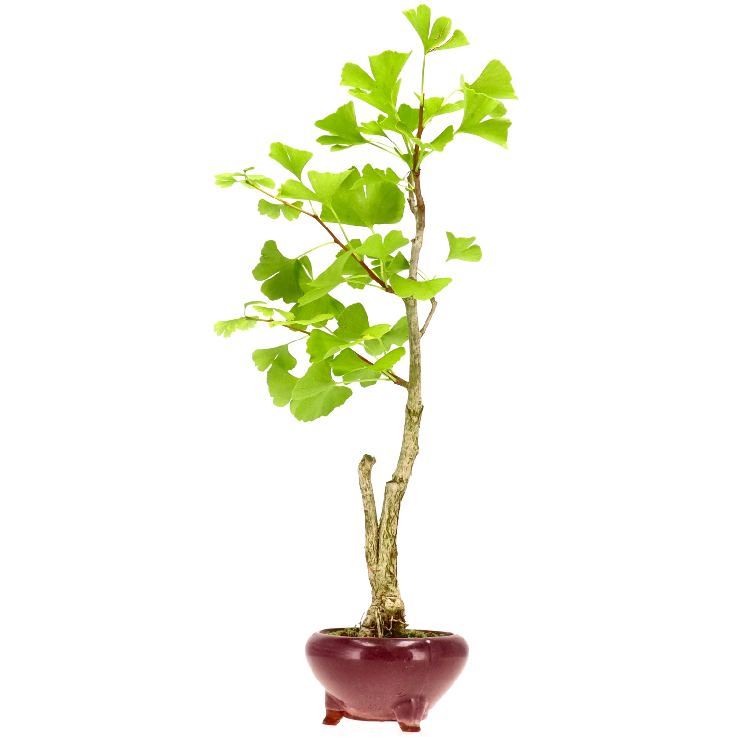Ginkgo, ca. 10 J. (51 cm)