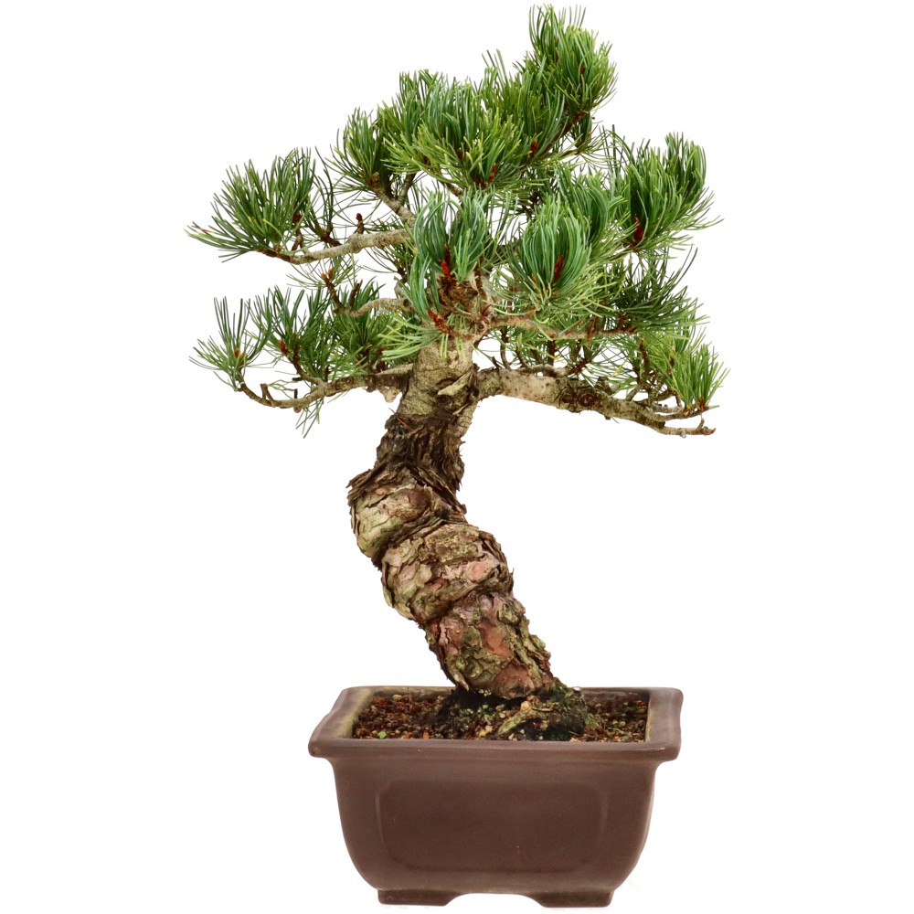bonsai.fallbackImageTitle bonsai.fallbackImageTitle