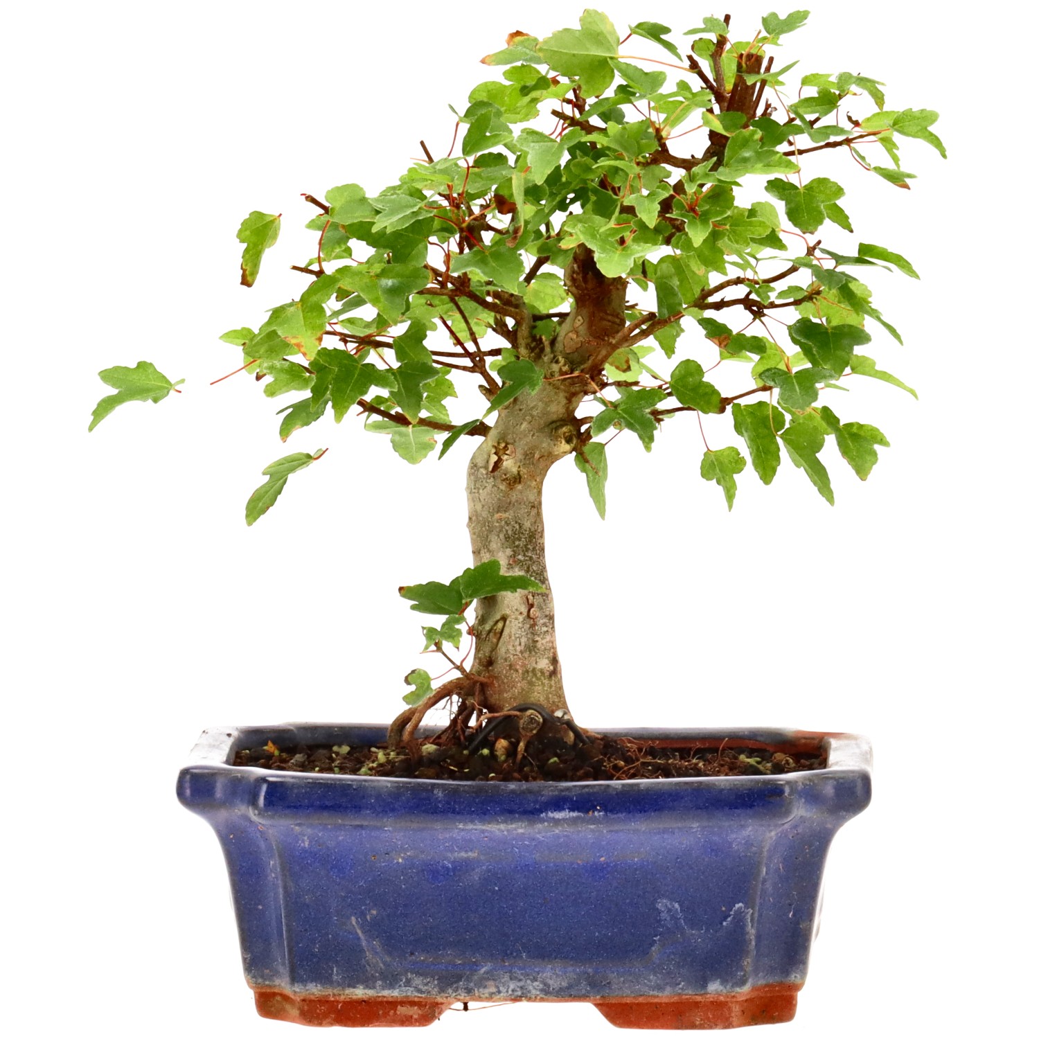 Érable trident, env. 9 ans (19 cm)